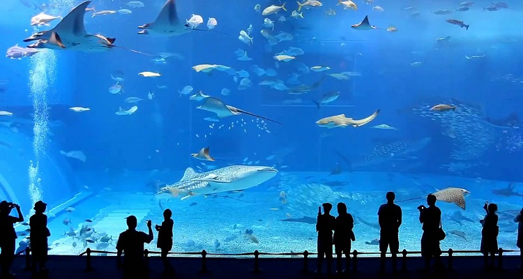 Aquarium-geeky places to visit