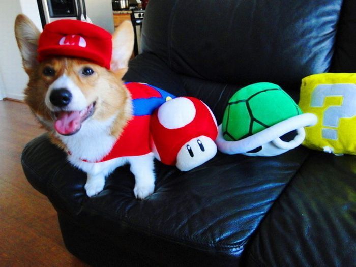 Mario-dog