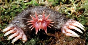 Star nosed mole, f'd up news