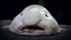 The blobfish, f'd up news