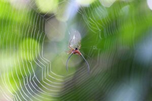 F'd up news, long-horned orb-spider