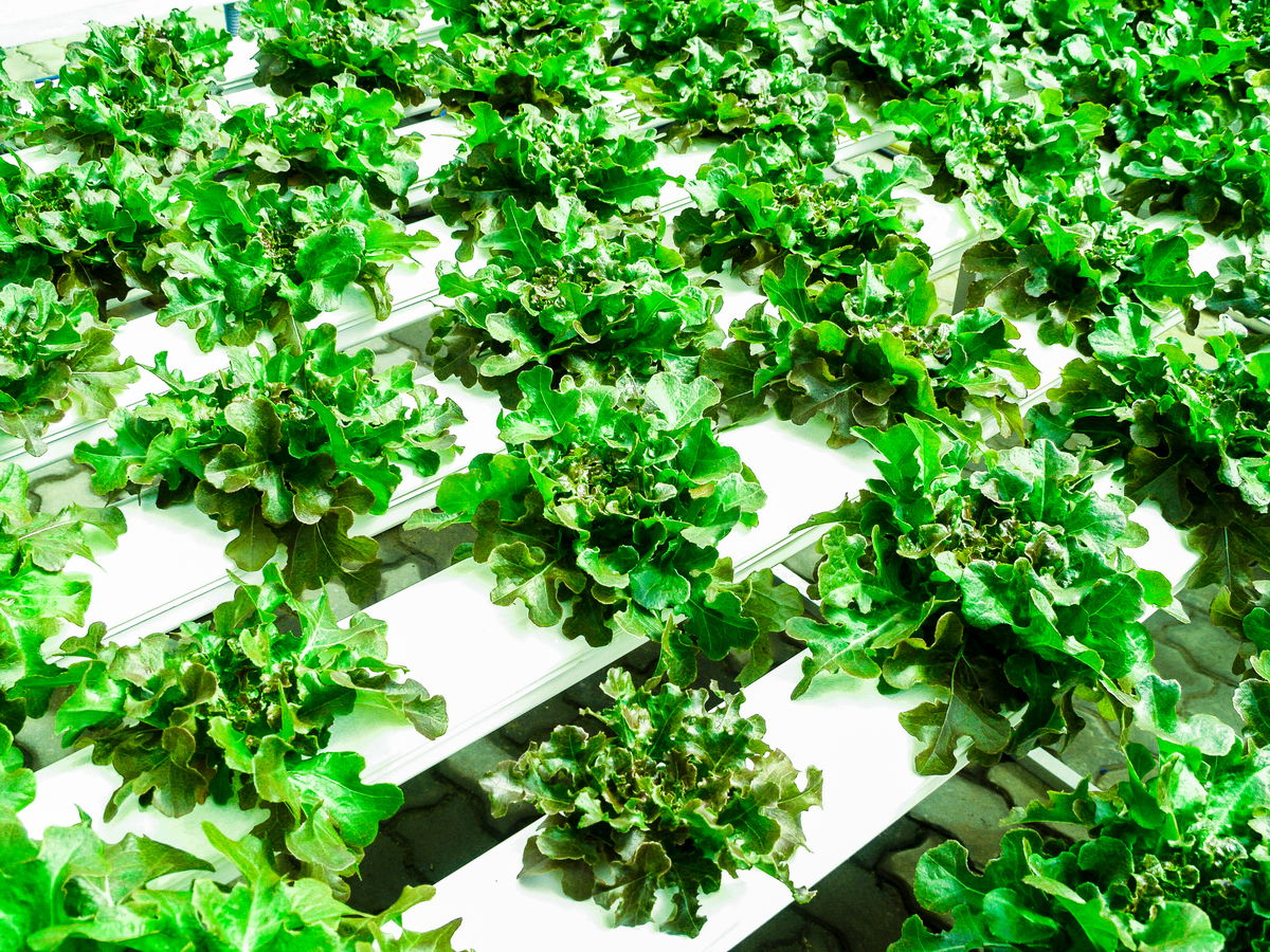 Intelligent herb garden