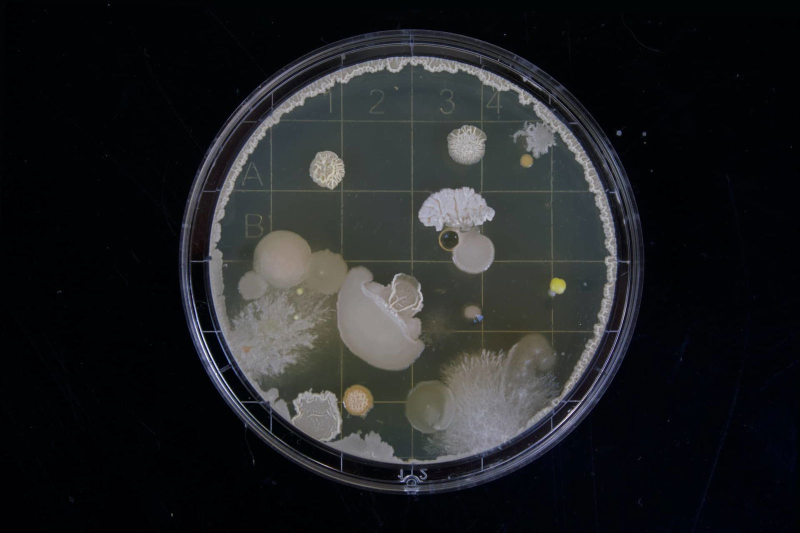 What is lactobacillus reuteri?