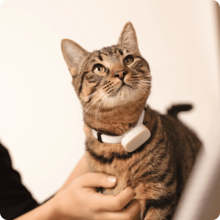 Geek insider, geekinsider, geekinsider. Com,, finally! Your cat can talk to you... Sort of, explainers