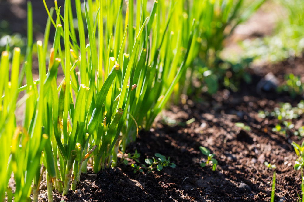 Gardening for geeks 101: technology, techniques, and more!