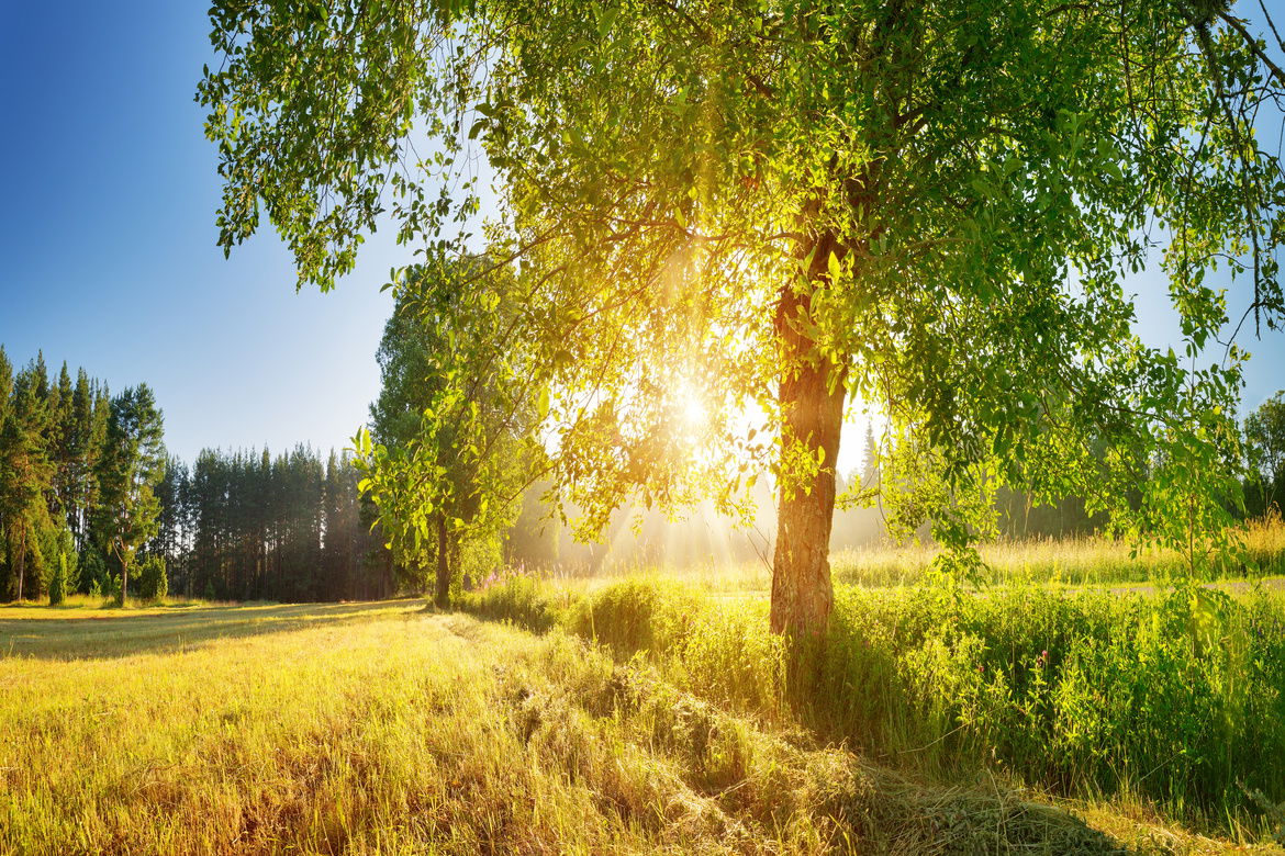 The sun shines through the branches of a large tree that sits in the middle of a meadow. The blue sky appears behind the tree.
