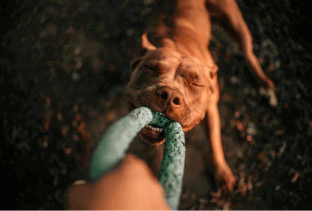 Bullymake’s expert guide on how to break toy aggression in dogs
