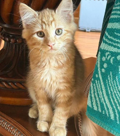 What if the best pet you ever had was only yours for a few weeks? Why kitten season is every cat parent's call to foster
