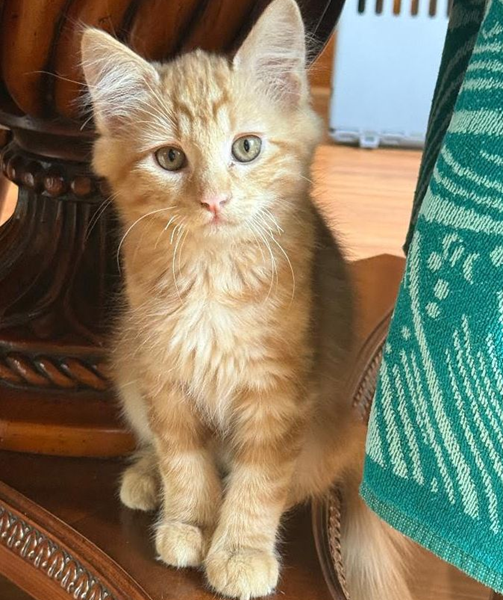What if the best pet you ever had was only yours for a few weeks? Why kitten season is every cat parent's call to foster