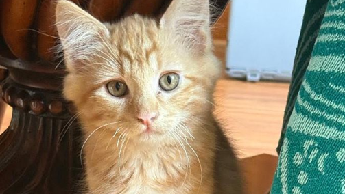 Geek insider, geekinsider, geekinsider. Com,, what if the best pet you ever had was only yours for a few weeks? Why kitten season is every cat parent's call to foster, lifestyle