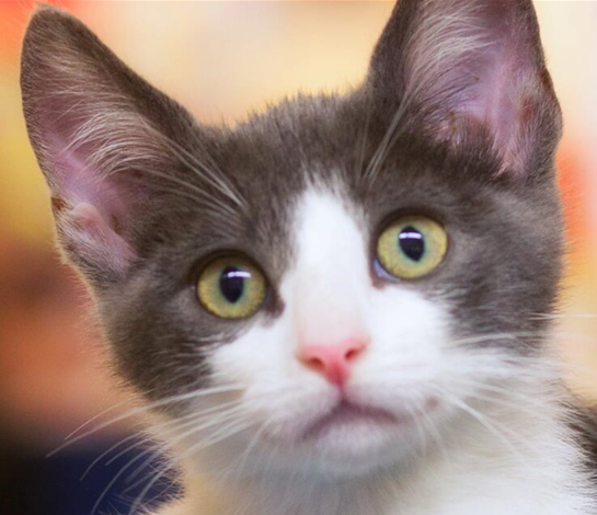 Found a litter of kittens? Read this before you do anything