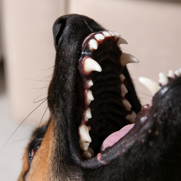 How soon do dental chews work? Canine dental experts at dinovite set the record straight