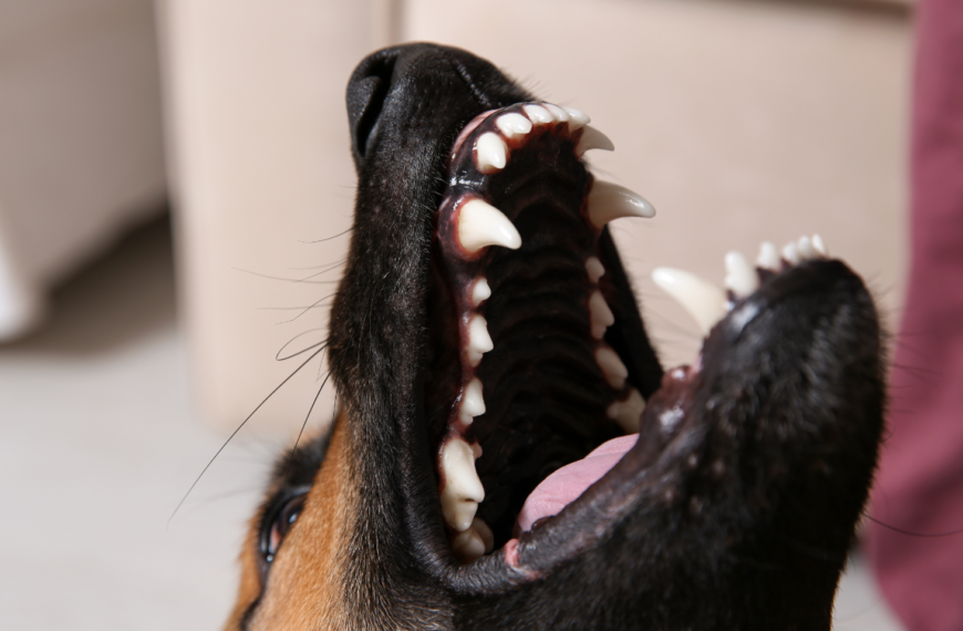 How soon do dental chews work? Canine dental experts at dinovite set the record straight