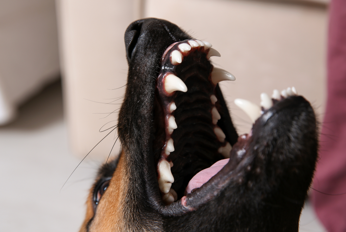 Geek insider, geekinsider, geekinsider. Com,, how soon do dental chews work? Canine dental experts at dinovite set the record straight, lifestyle